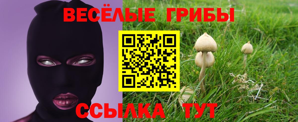 магазин продажи наркотиков  Галлюциногенные грибы GOLDEN TEACHER  Вход с VPN  Железногорск 